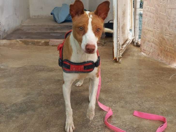 Chienne d'un an à adopter