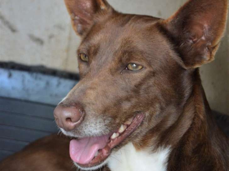 Chienne de 5 ans à donner