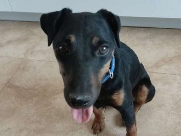 Chienne noir et feu de 2 ans à donner