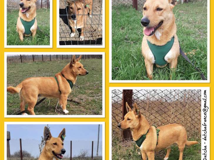 Chienne de 3 ans à donner
