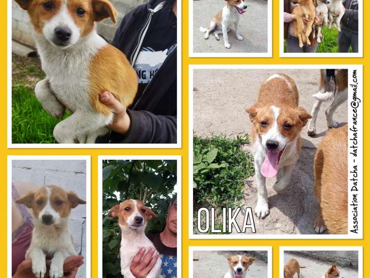 Chiot femelle à céder