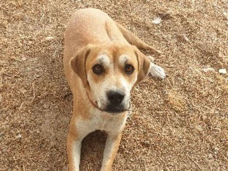 Chienne beige à donner