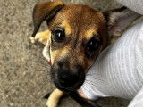 Chiot mâle à adopter