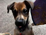 Chiot mâle à adopter