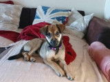 Chiot mâle à adopter