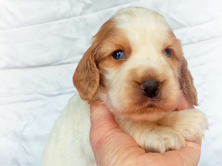 Chiots Cockers Anglais à vendre