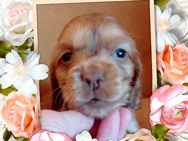 Chiots Cockers Anglais à vendre