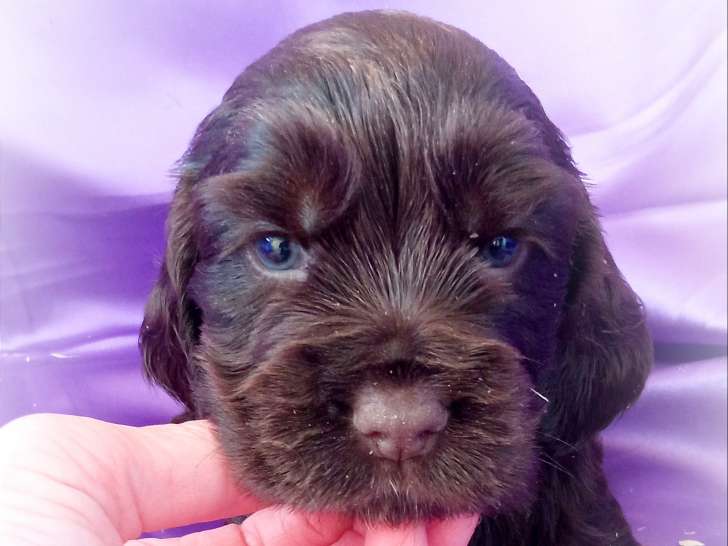 Chiot Cocker Anglais non LOF (facilités paiement 3-4 fois CB)