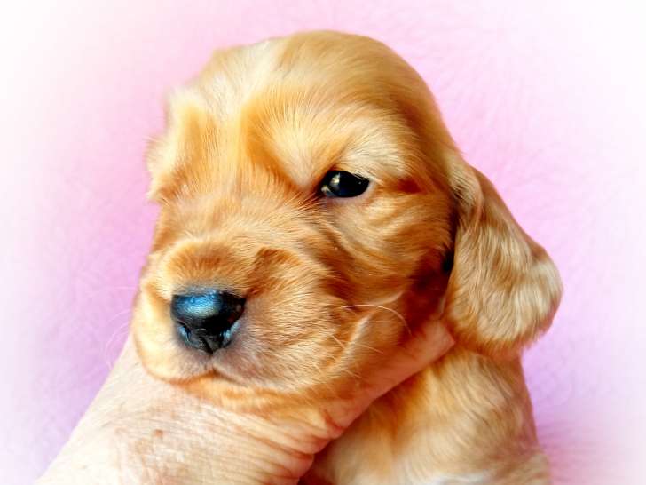 Chiot Cocker Anglais non LOF (facilités paiement 3-4 fois CB)