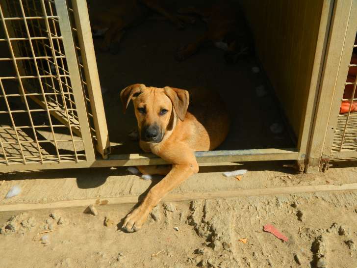 Chiot mâle fauve