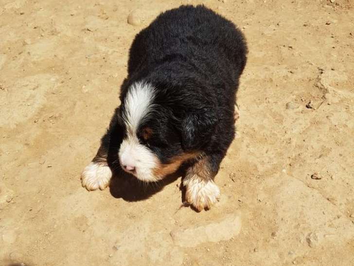 Des chiots Bouviers Bernois LOF à réserver