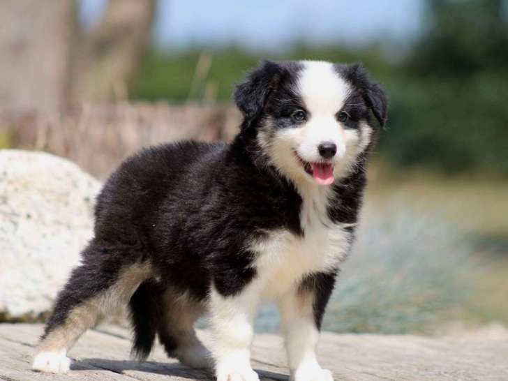 Un chiot femelle Berger Américain Miniature LOF noire disponible