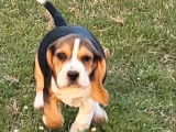 2 chiots Beagles femelles LOF, &agrave; vendre