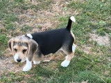 2 chiots Beagles femelles LOF, &agrave; vendre