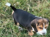 2 chiots Beagles femelles LOF, &agrave; vendre