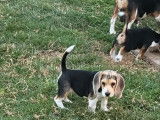 2 chiots Beagles femelles LOF, &agrave; vendre