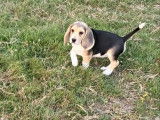 2 chiots Beagles femelles LOF, &agrave; vendre
