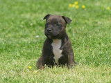 3 chiots Staffordshire Bull Terriers mâles LOF, à vendre