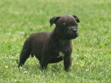 3 chiots Staffordshire Bull Terriers mâles LOF, à vendre