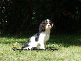 À vendre, 2 chiots mâles Cavaliers King Charles LOF