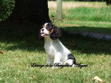 À vendre, 2 chiots mâles Cavaliers King Charles LOF