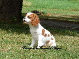 À vendre, 2 chiots mâles Cavaliers King Charles LOF
