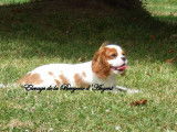 À vendre, 2 chiots mâles Cavaliers King Charles LOF