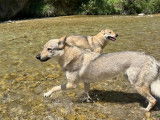 De race Chien Loup Tchécoslovaque disponible pour saillie