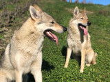De race Chien Loup Tchécoslovaque disponible pour saillie