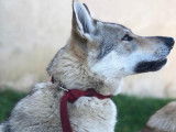 De race Chien Loup Tchécoslovaque disponible pour saillie