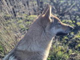 De race Chien Loup Tchécoslovaque disponible pour saillie