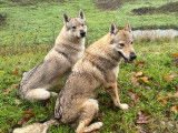 De race Chien Loup Tchécoslovaque disponible pour saillie