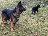 Chiots Berger Allemand à vendre
