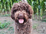 Chien Lagotto Romagnolo disponible pour saillie