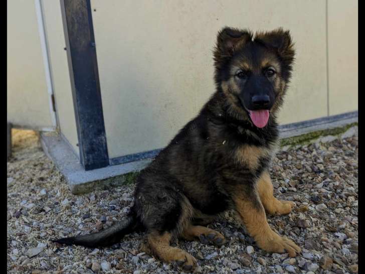 Chiots Berger Allemand Ancien Type à réserver