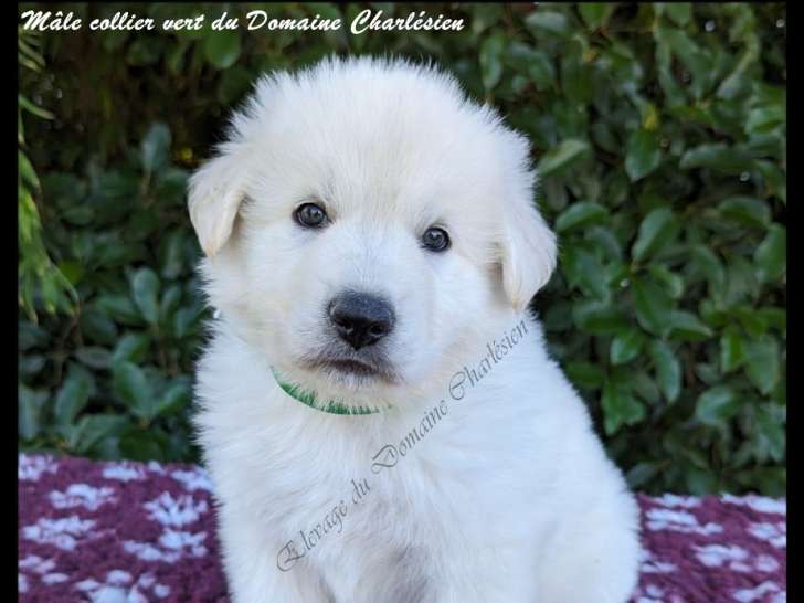 Chiots Berger Blanc Suisse à naître