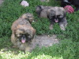 Adorables chiots Shih Tzu à réserver