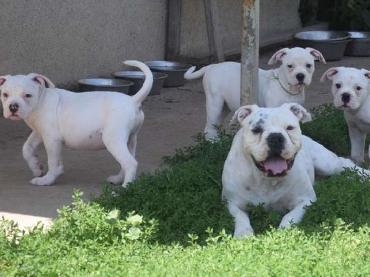 Adorables chiots Bouledogue Am ricain NKC disponibles Petite