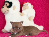 Chienne Chihuahua LOF chocolat à vendre