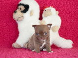 Chienne Chihuahua LOF chocolat à vendre