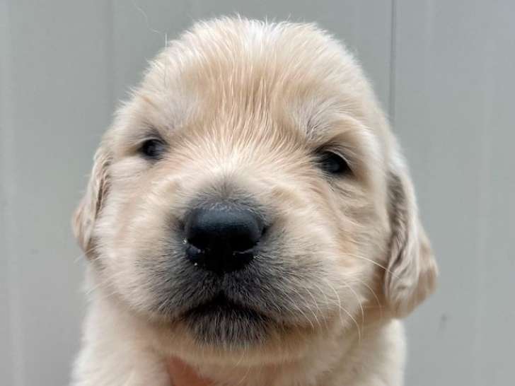 Des chiots Golden Retrievers LOF à réserver