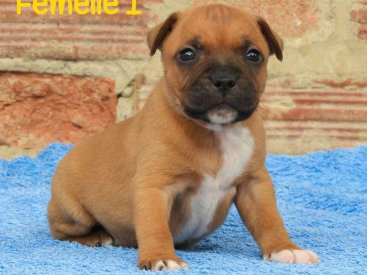 8 chiots Staffordshire Bull Terriers LOF de couleur fauve à réserver