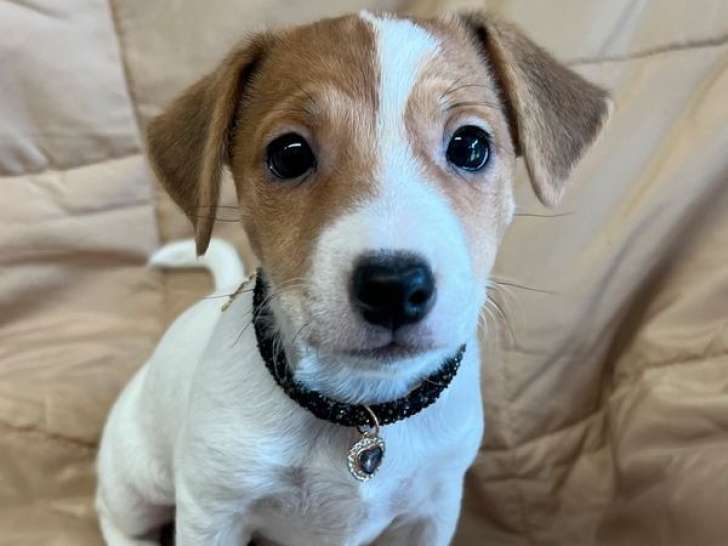 À réserver 4 chiots Jack Russells LOF