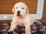 5 chiots Golden Retrievers à la vente (LOF)