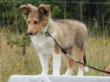 11 chiots Bergers des Shetlands disponibles à la vente (LOF)