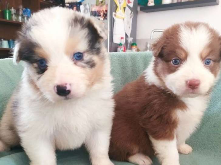 À réserver, 8 chiots Bergers Australiens (LOF)
