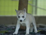 Chiot Husky de Sibérie mâle bringé à la réservation (LOF)