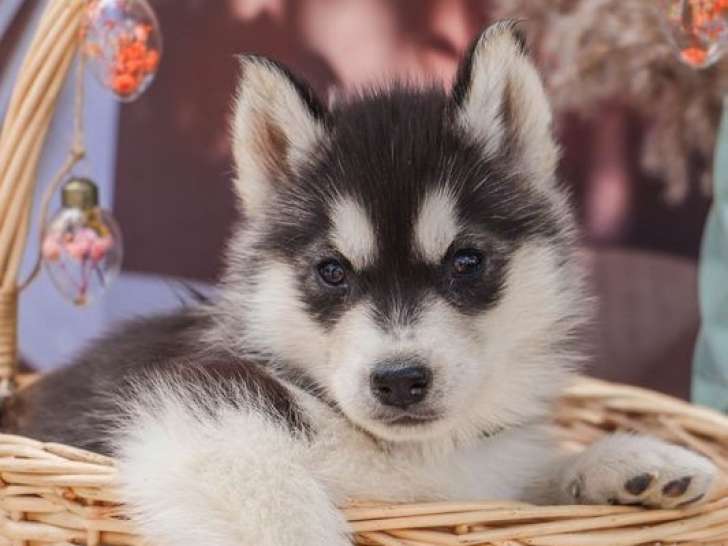 6 chiots Huskies (LOF), à réserver