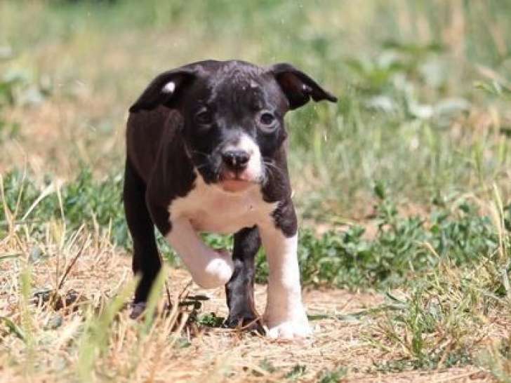 Vente de 7 chiots American Staffordshire Terriers (LOF)