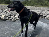 Chien de 3 ans à donner